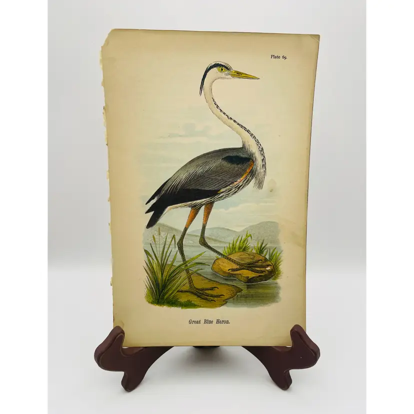 “Great Blue Heron”, c. 1890, Color Plate Engraving, Plate 69, From An Antique Book