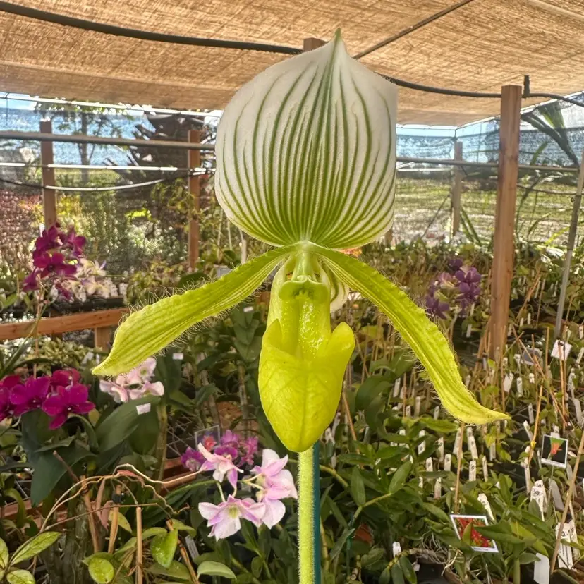 Paphiopedilum (Makuli-Curtisii) -Maudiae x Maudiae ‘Napa Valley’ HCC/AOS - 2” Pot