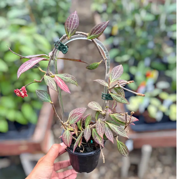 PS0386 - Hoya nicholsoniae (mini)