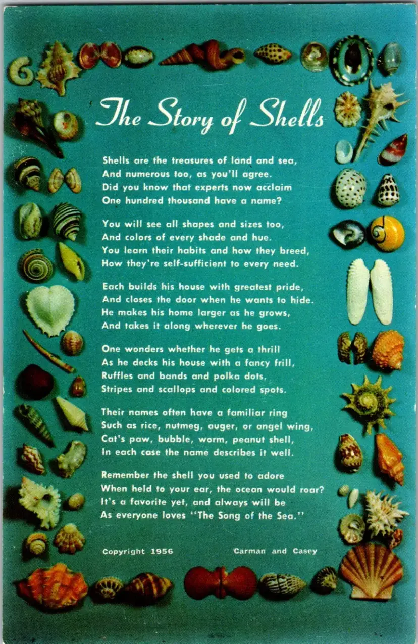 Postcard The Story of Shells Poetry St Petersburgh Florida Marine Life - 3041