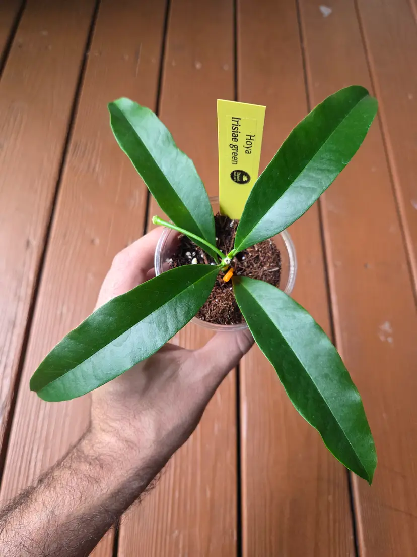 Hoya Irisiae Green
