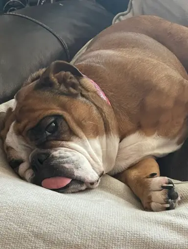 Rosey Is Inviting You For The Friday Night Show Lots Of Great Items For You To Review To Include Glass Viking, Empoli, Waterford, Paper Weights And Jewelry. Come Stop In And Say Hello.