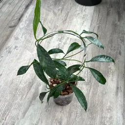 Hoya Griffithii (splash)