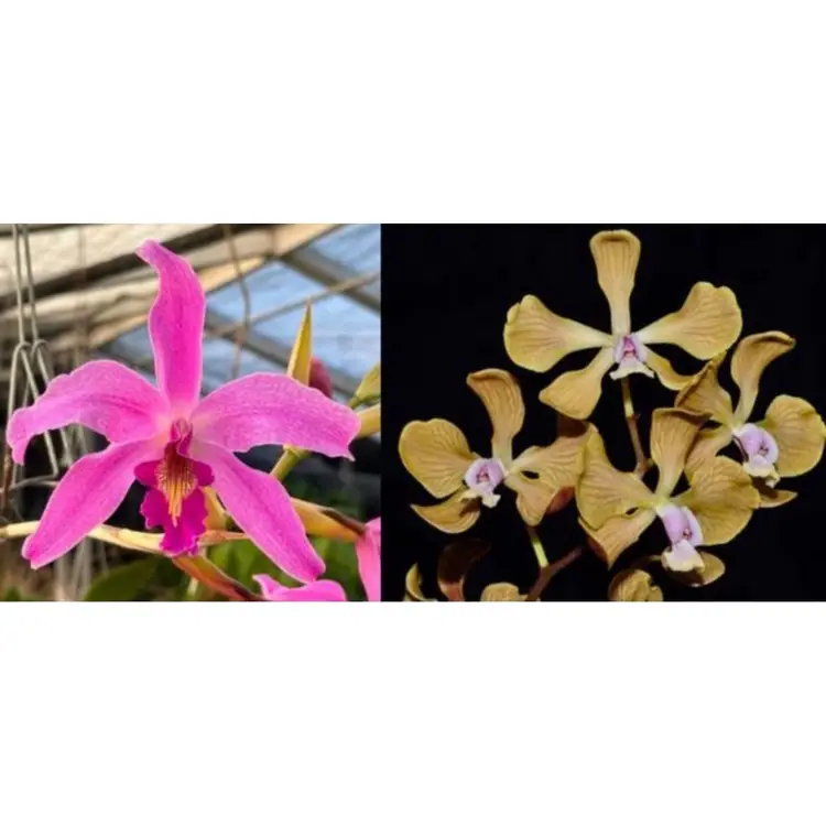 Premium Cattleya Seedling Mystery Box