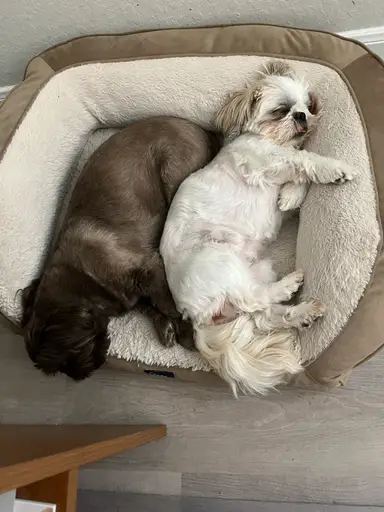 210 Vintage Time Capsule (GG)