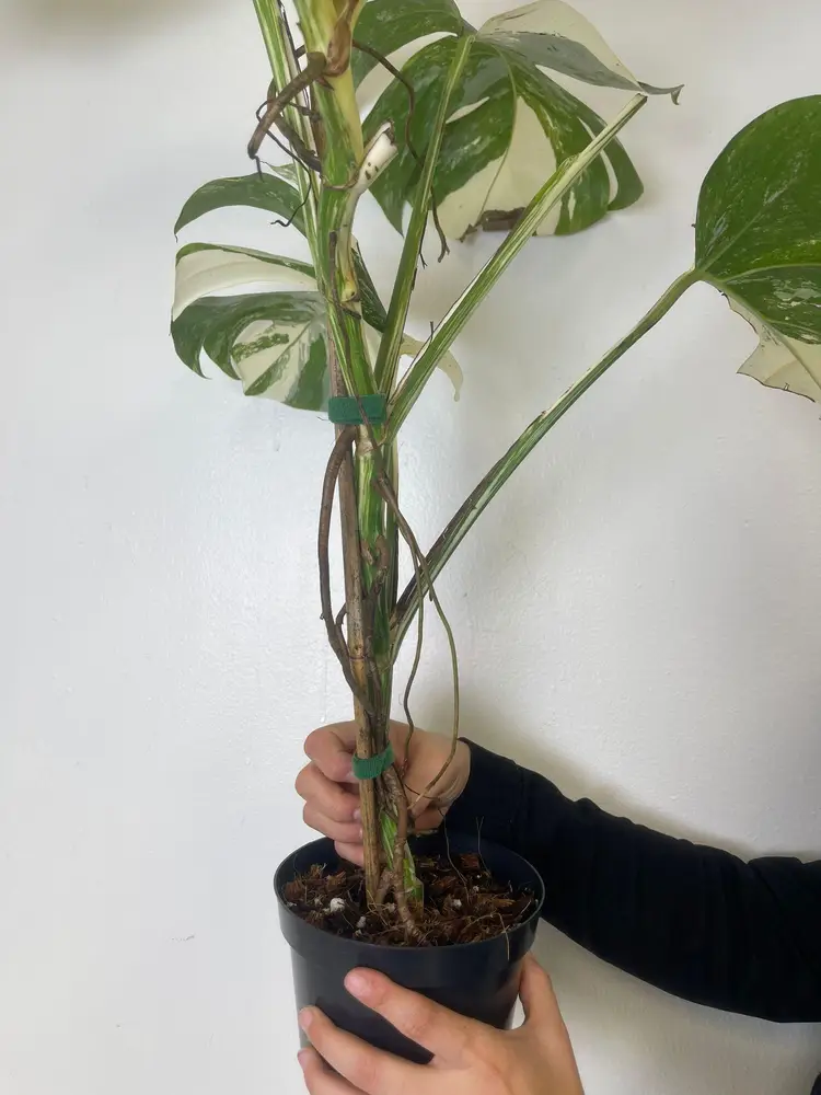 Monstera albo 6” exactly one