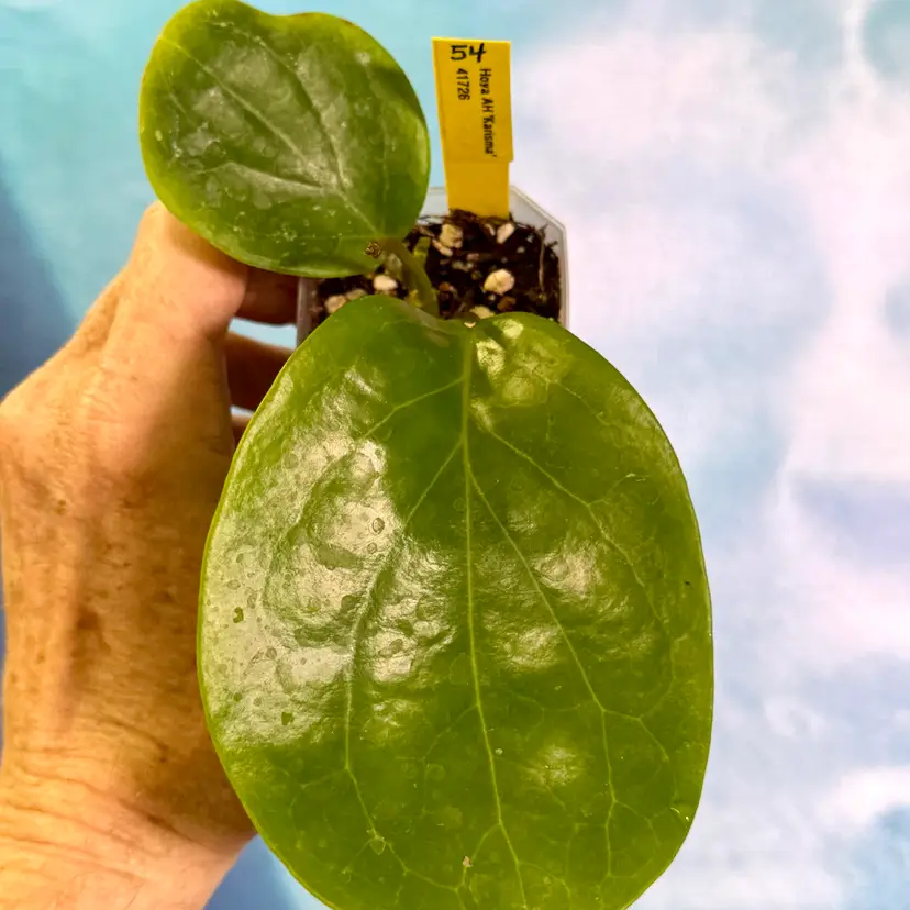 54 Hoya AH βKarismaβ