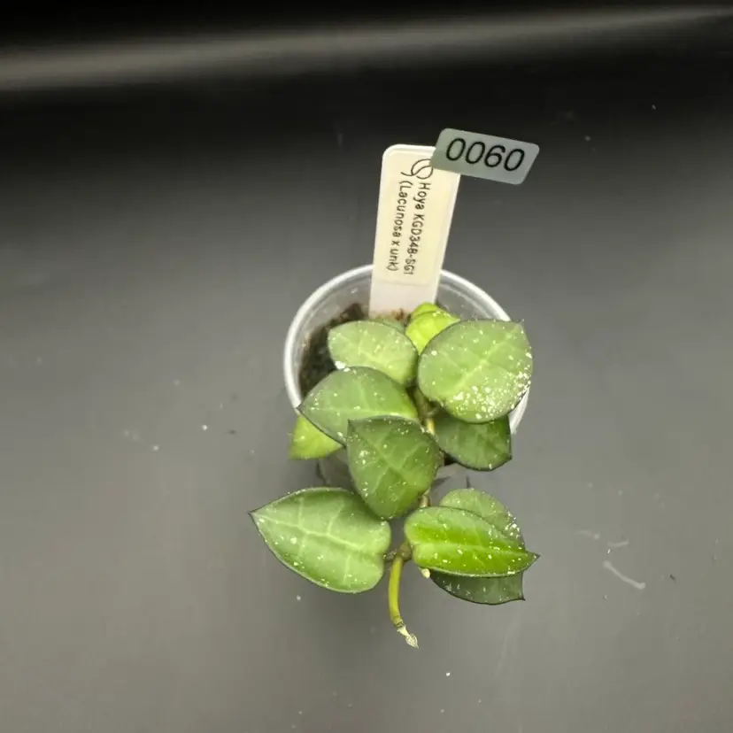 0060 Hoya KGD348-SG1 (Lacunosa x unk)