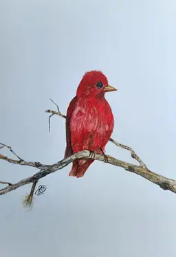 Summer Tanager Original Watercolor Painting Signed By The Artist 5x7