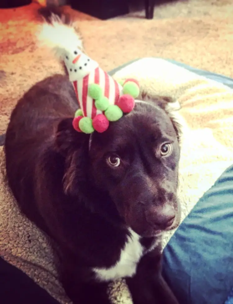 Holiday Gifts for the Cool Peeps in your Life 