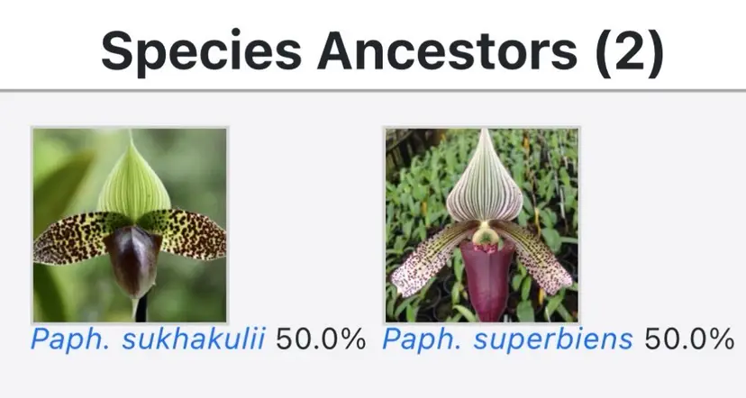 Paphiopedilum Lemford Superkuli- 2” Pot