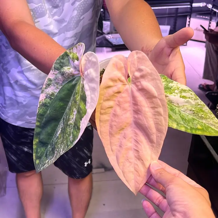 5274 Var Pap Pink Pink