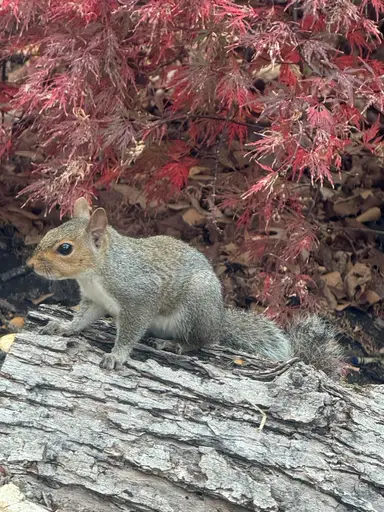 Late Night Vintage Variety With Jenn 