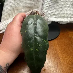Hoya Peninsularis (fka sp. Perak)