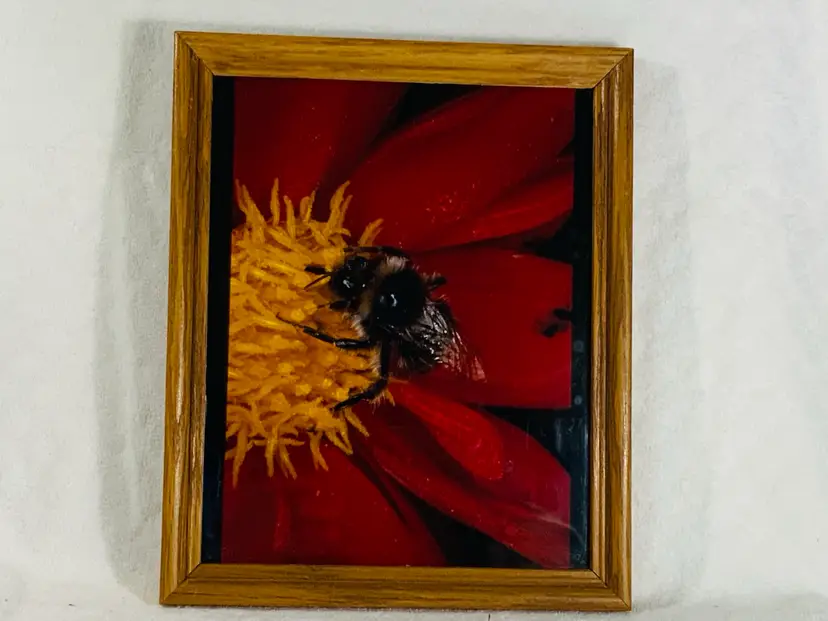 Vintage Original Art Photography Of Chris Algar In Japan “BumbleBee On Dahlia” With Studio Gallery Card.