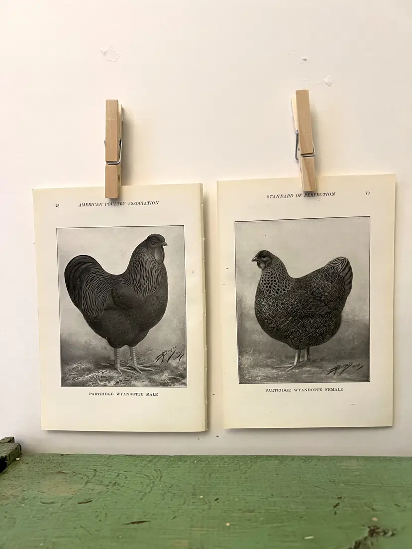 Vintage CHICKEN PRINTS Partridge Wyandotte Rooster & Hen. c1912. Farm House Ephemera