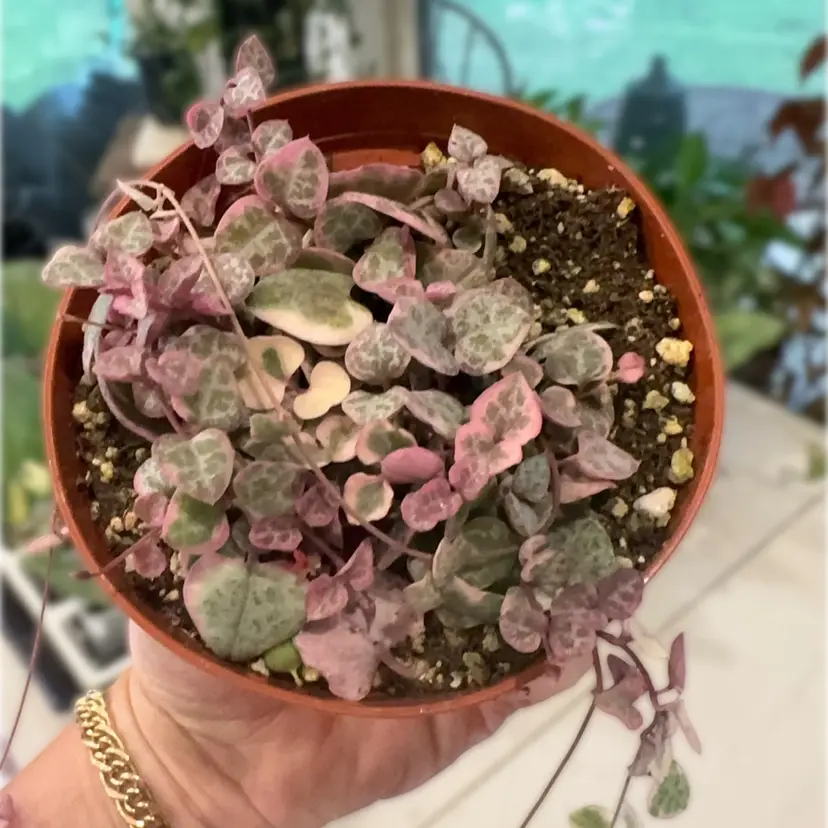Variegated String of Hearts