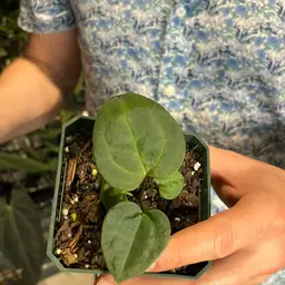 Tezula Ace Of Spades X Ace Of Spades Dark