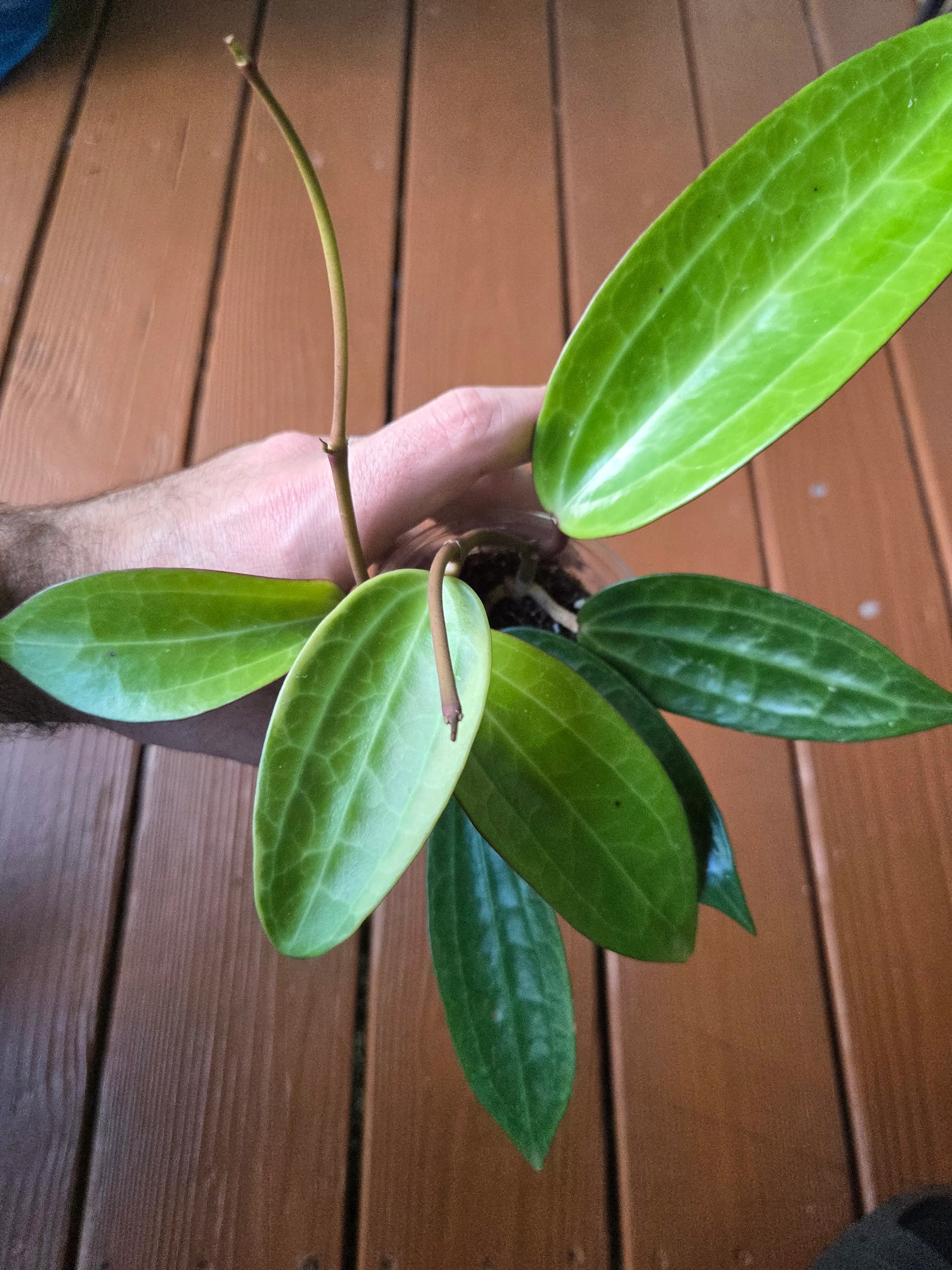Image 2 of 2