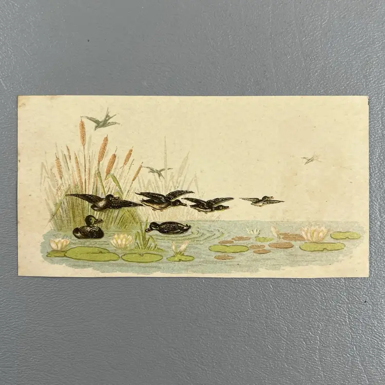 Victorian Trade Card Mallard Ducks Pond Water Lily Pads 2.5x4.75"