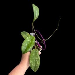 Hoya Sp Tanggamus