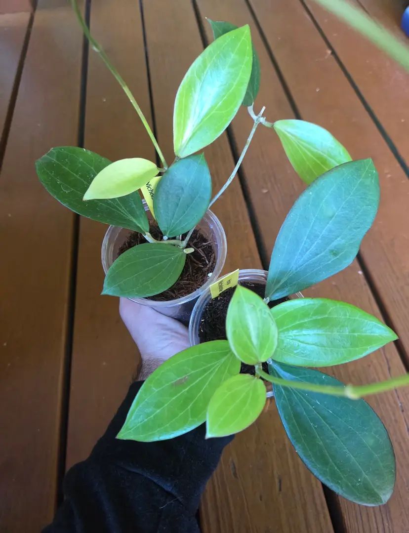 Hoya Nicholsoniae