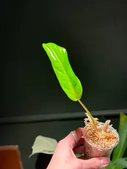 Florida Beauty X Mayoi