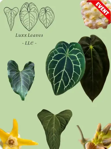 Lucky Sale Trail / Luxx Leaves, Brett