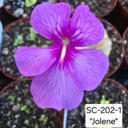 SC-202-1 Pinguicula "Jolene"
