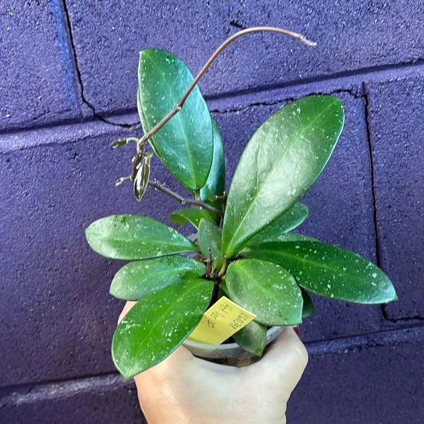 18 KGD 398 Hot Lips x unk