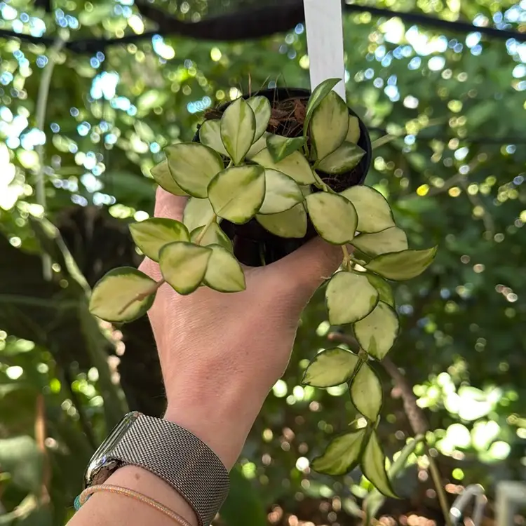 Hoya Heushkeliana (Inner variegated)