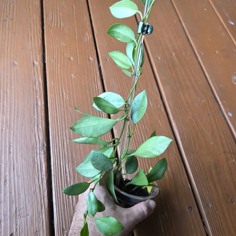 Hoya lacunosa Mint Coin