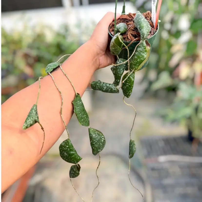 PS0134 - Hoya imbricata