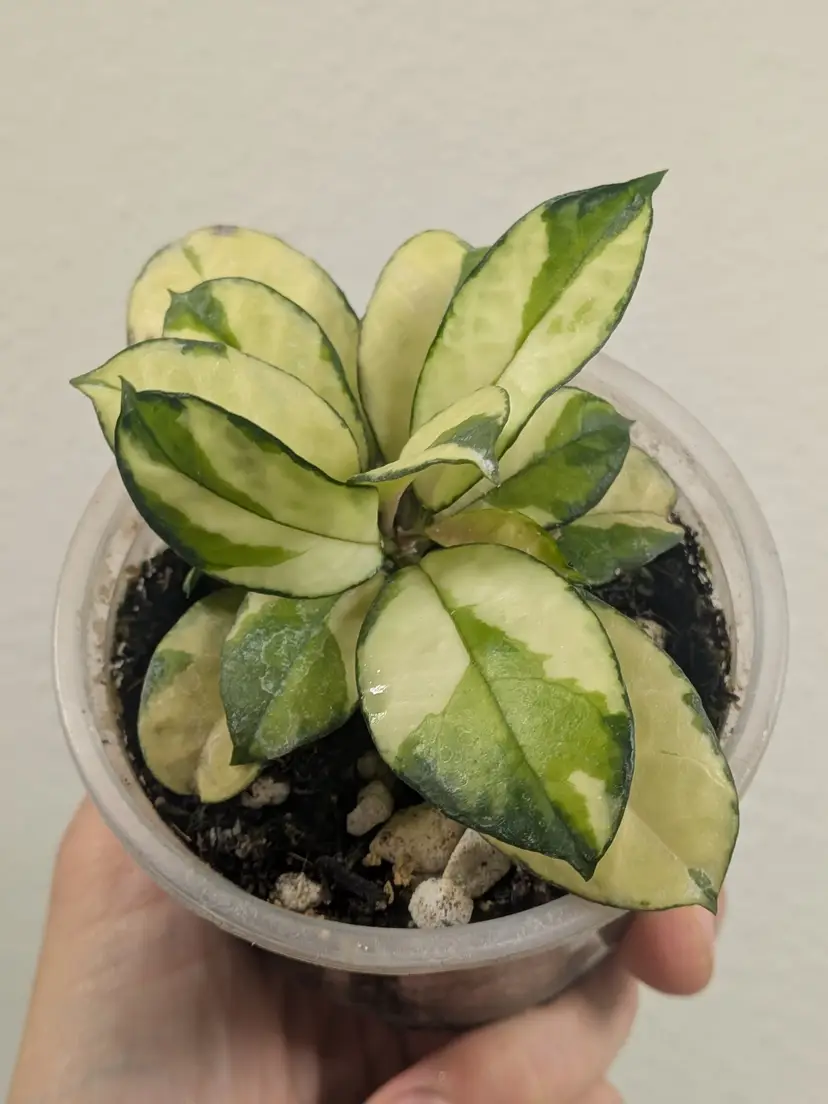 Hoya crassipetiolata variegated