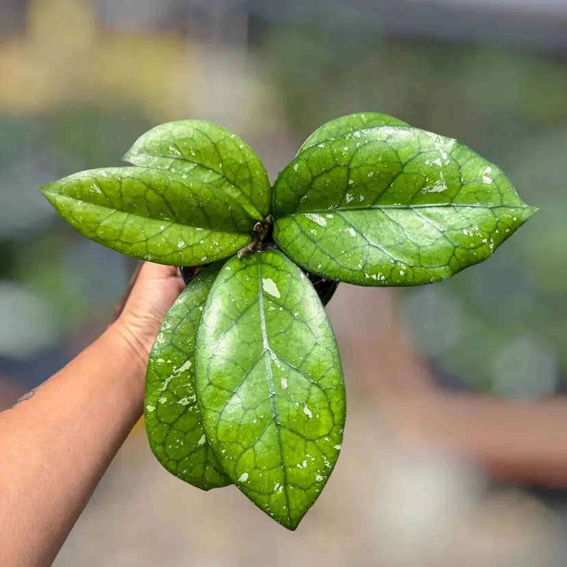 PS0813 - Hoya AH049