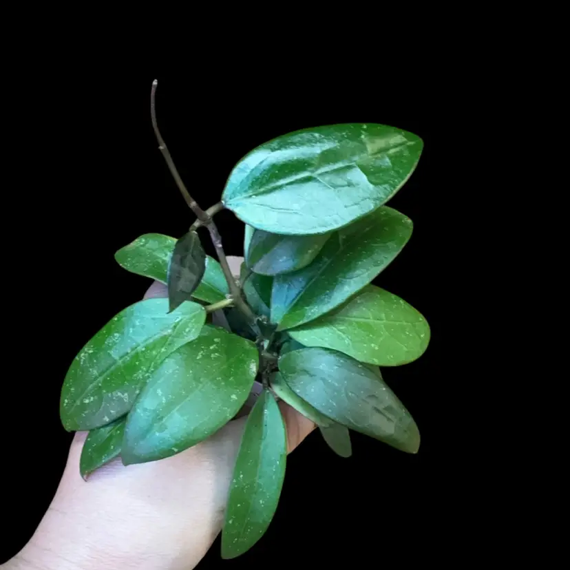 107  RHM 25197 
Hoya verticillata var. hendersonii x unk