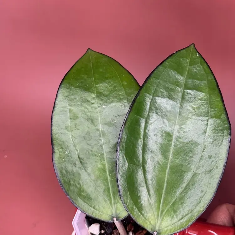 Hoya sp Bumi Jawa from UPT eyeliner