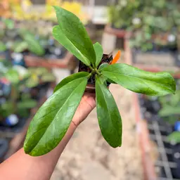 PS0526 - Hoya RHM2021 x UNK (RHM25154)
