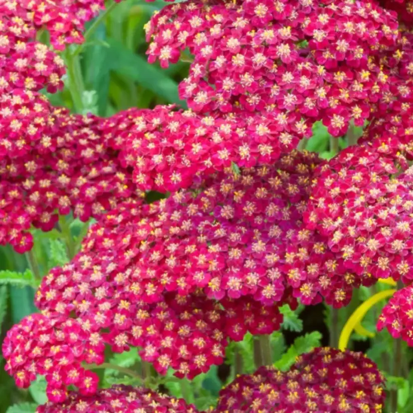 Red Yarrow