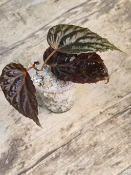 Begonia Temuyuk Blue x Dracopelta