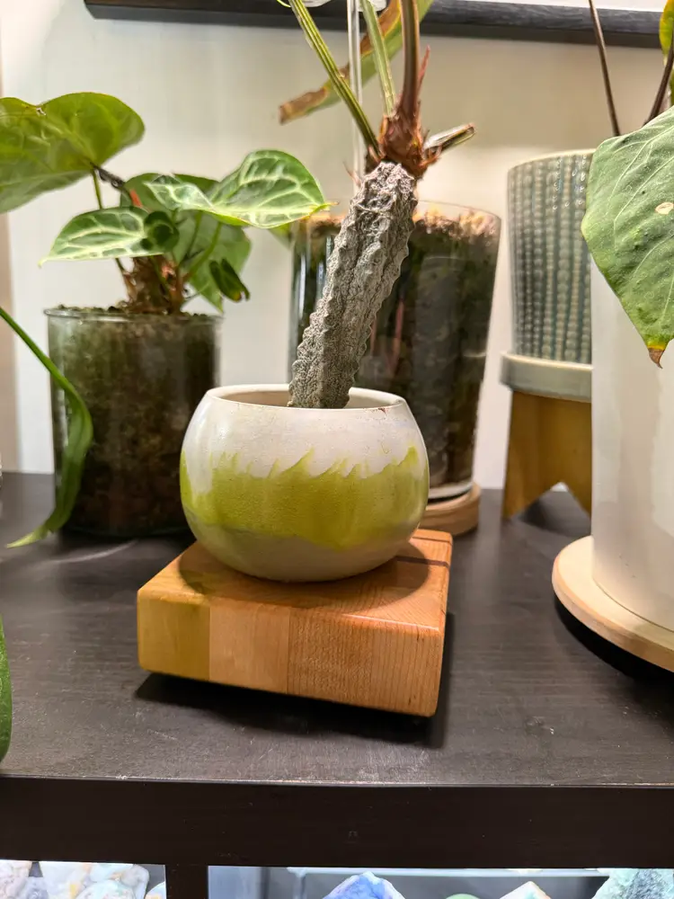 Cutting Board Plant Stand/Charcuterie Board/Display