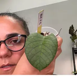 3138 H Meredithii round