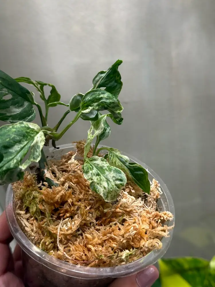 Monstera Laniata Mint Mottled