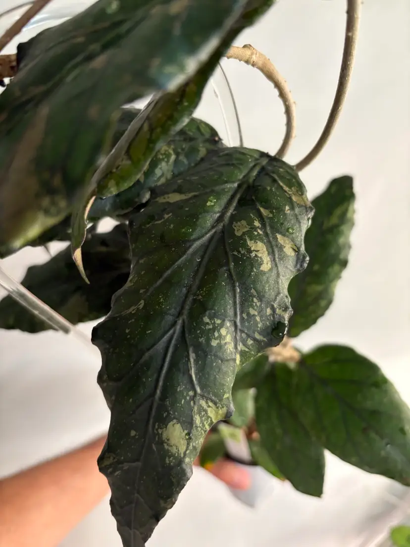 Livestream thumbnail