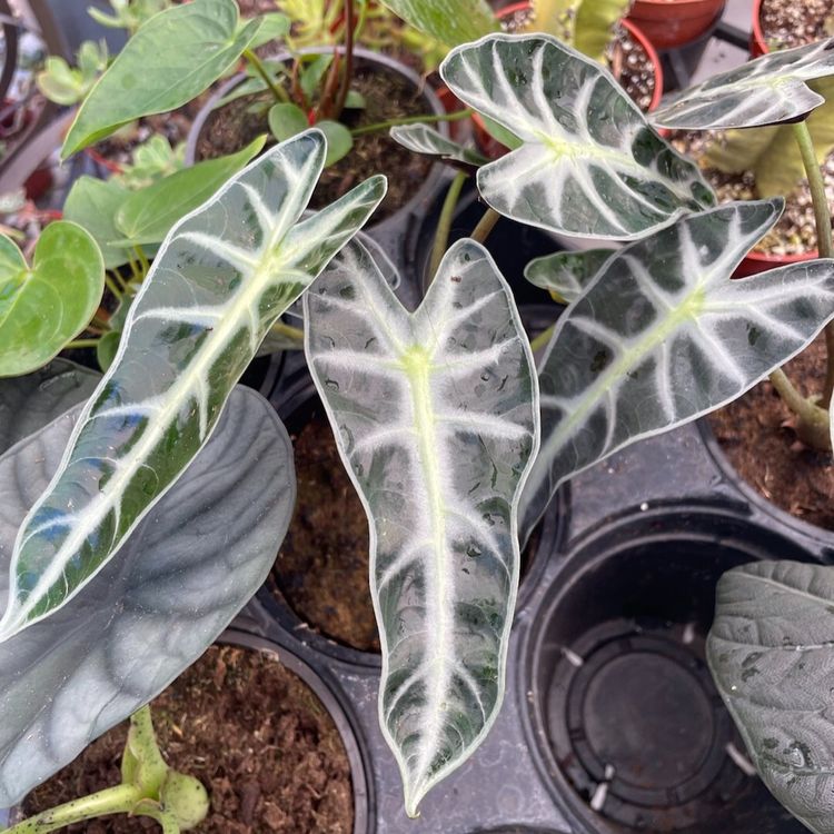 Alocasia 5”