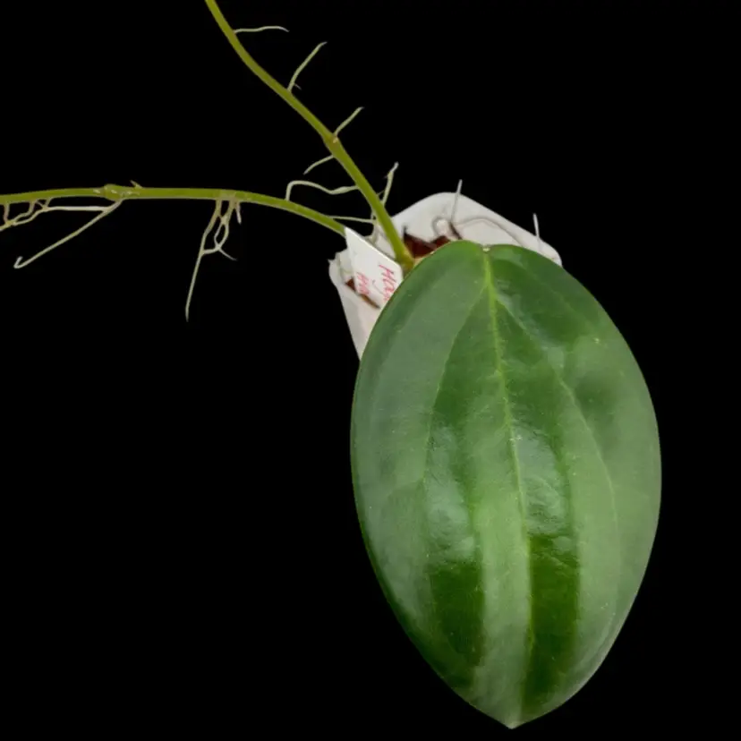 Hoya Patcharawalai 023 x Hai Phong