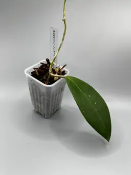 h "cloverly" rhm 2339 (#2)