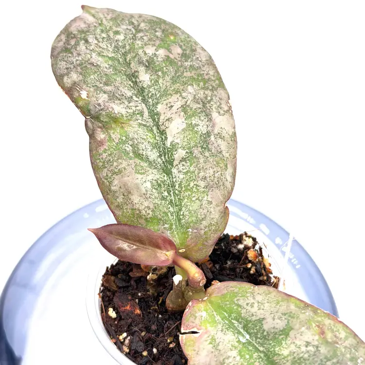 Hoya mitrata silver Borneo + Bonus Cutting
