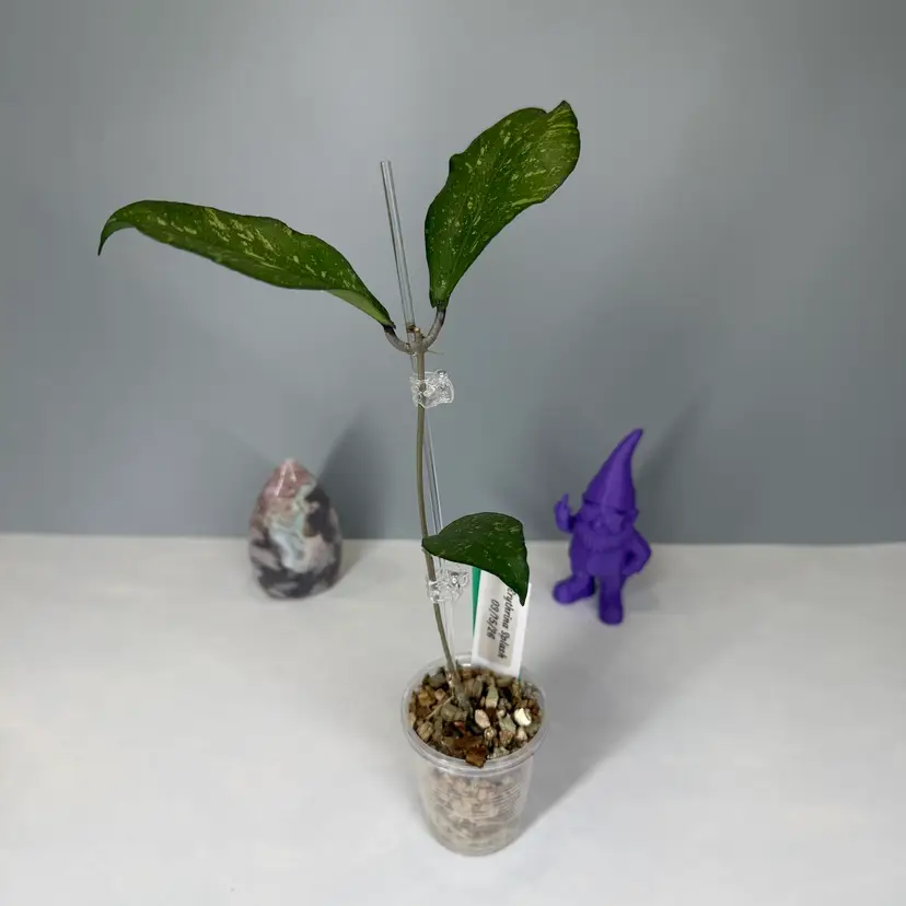 15 Erythrina Splash