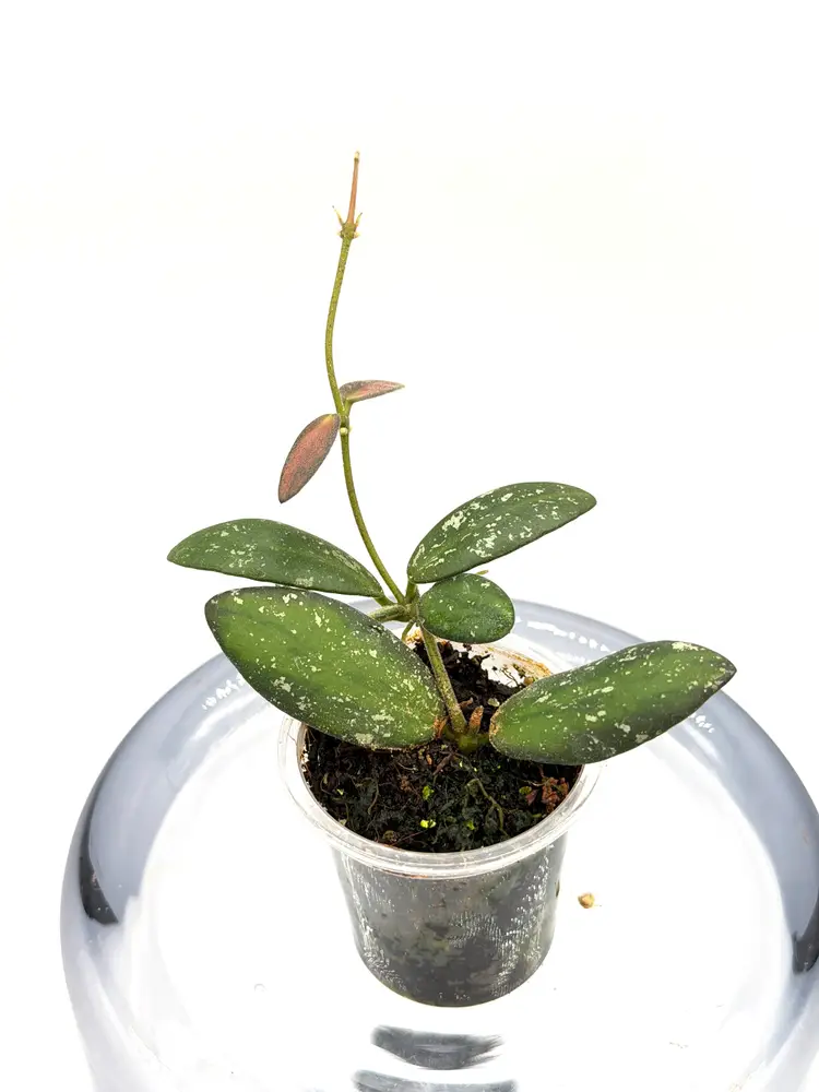 Hoya VL9 variegated + Bonus Cutting